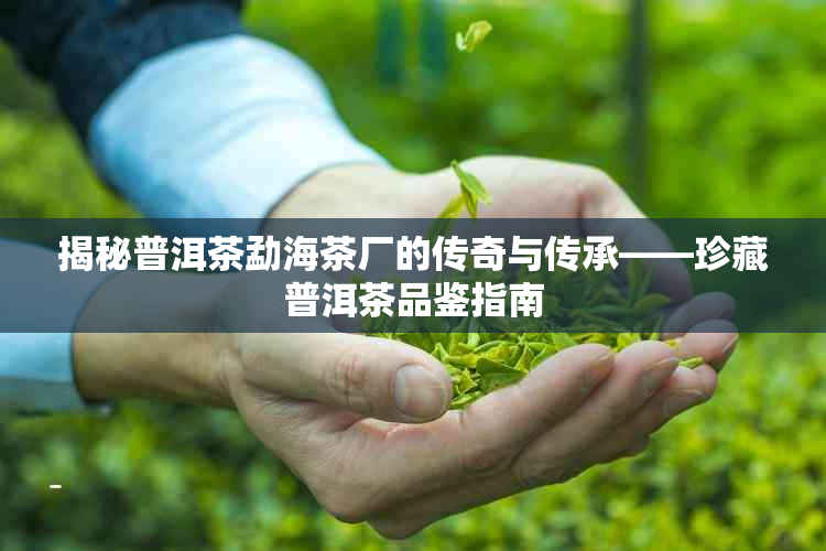 揭秘普洱茶勐海茶厂的传奇与传承——珍藏普洱茶品鉴指南