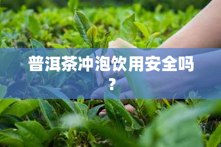 普洱茶冲泡饮用安全吗？