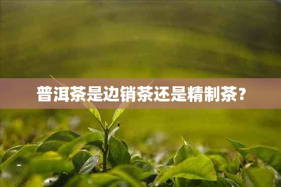 普洱茶是边销茶还是精制茶？