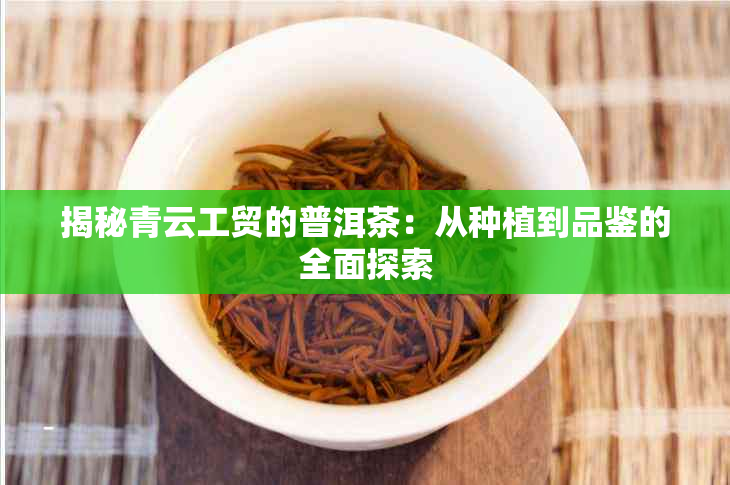 揭秘青云工贸的普洱茶：从种植到品鉴的全面探索