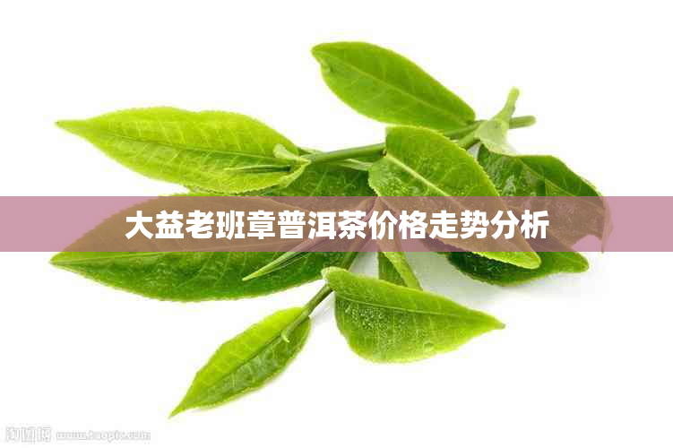 大益老班章普洱茶价格走势分析