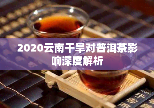 2020云南干旱对普洱茶影响深度解析