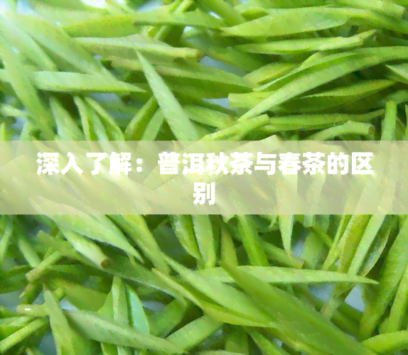 深入了解：普洱秋茶与春茶的区别