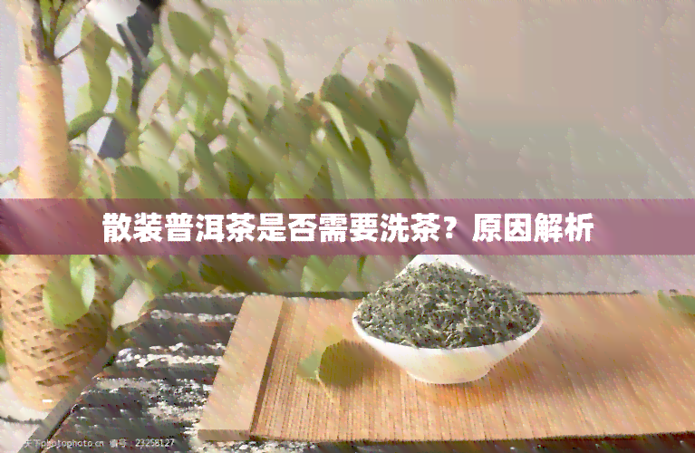 散装普洱茶是否需要洗茶？原因解析