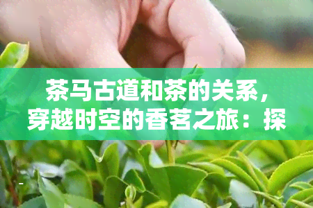 茶马古道和茶的关系，穿越时空的香茗之旅：探秘茶马古道与茶的历渊源