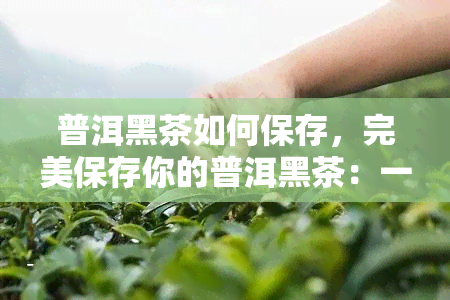 普洱黑茶如何保存，完美保存你的普洱黑茶：一份详细的指南