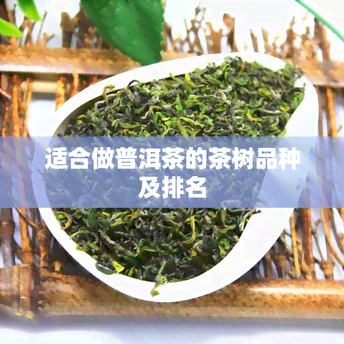 适合做普洱茶的茶树品种及排名