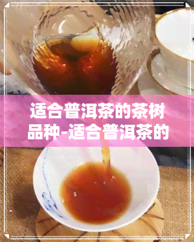 适合普洱茶的茶树品种-适合普洱茶的茶树品种有哪些