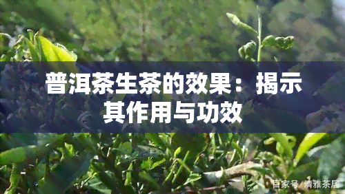 普洱茶生茶的效果：揭示其作用与功效