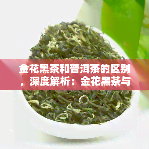 金花黑茶和普洱茶的区别，深度解析：金花黑茶与普洱茶的五大区别