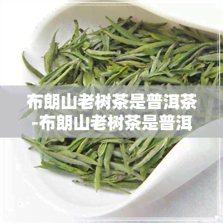 布朗山老树茶是普洱茶-布朗山老树茶是普洱茶吗