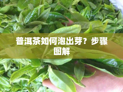 普洱茶如何泡出芽？步骤图解