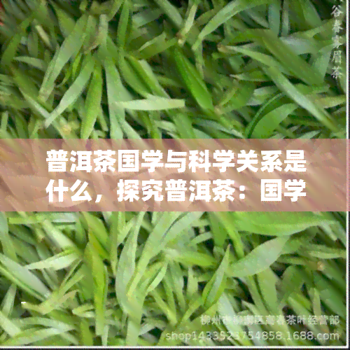 普洱茶国学与科学关系是什么，探究普洱茶：国学与科学的交汇点