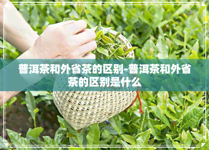 普洱茶和外省茶的区别-普洱茶和外省茶的区别是什么