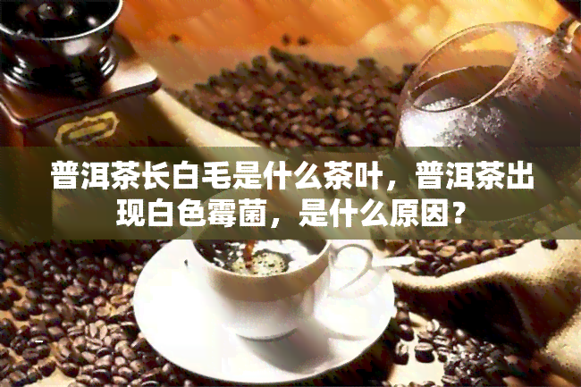 普洱茶长白毛是什么茶叶，普洱茶出现白色霉菌，是什么原因？