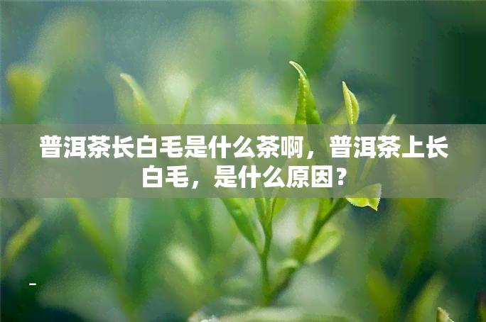 普洱茶长白毛是什么茶啊，普洱茶上长白毛，是什么原因？