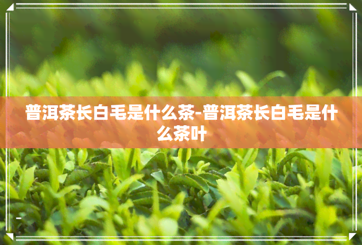 普洱茶长白毛是什么茶-普洱茶长白毛是什么茶叶