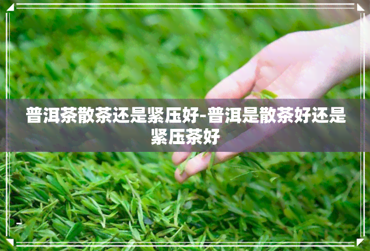 普洱茶散茶还是紧压好-普洱是散茶好还是紧压茶好