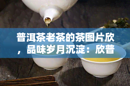 普洱茶老茶的茶图片欣，品味岁月沉淀：欣普洱茶老茶的茶图片