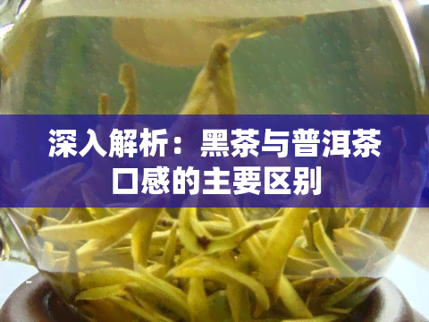 深入解析：黑茶与普洱茶口感的主要区别