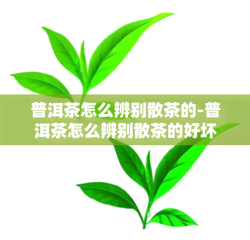 普洱茶怎么辨别散茶的-普洱茶怎么辨别散茶的好坏