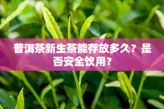 普洱茶新生茶能存放多久？是否安全饮用？