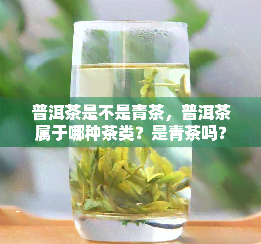 普洱茶是不是青茶，普洱茶属于哪种茶类？是青茶吗？