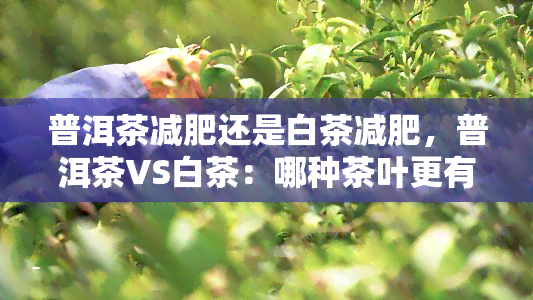 普洱茶减肥还是白茶减肥，普洱茶VS白茶：哪种茶叶更有利于减肥？