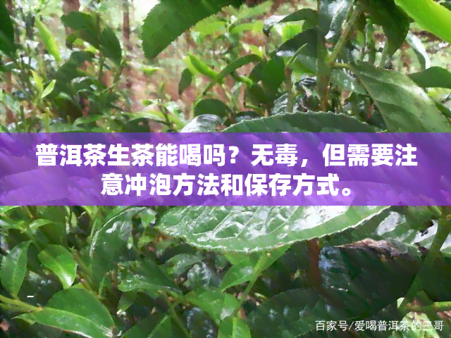 普洱茶生茶能喝吗？无，但需要注意冲泡方法和保存方式。