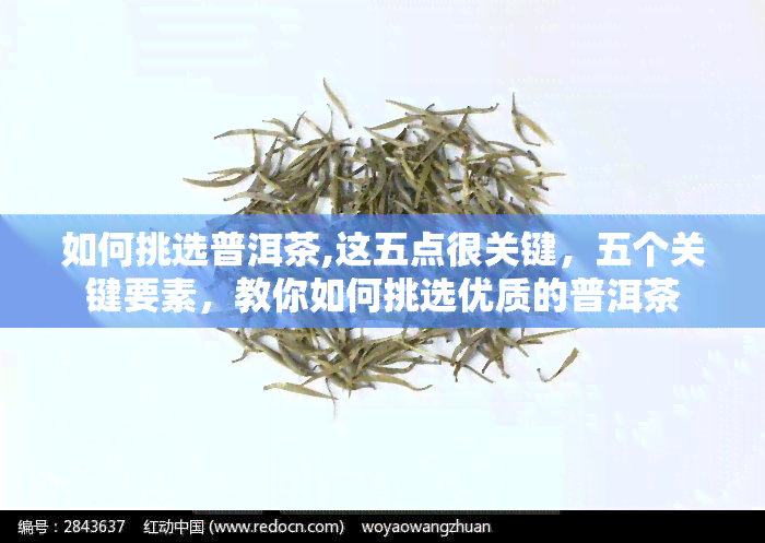 如何挑选普洱茶,这五点很关键，五个关键要素，教你如何挑选优质的普洱茶