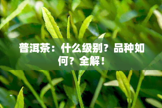 普洱茶：什么级别？品种如何？全解！