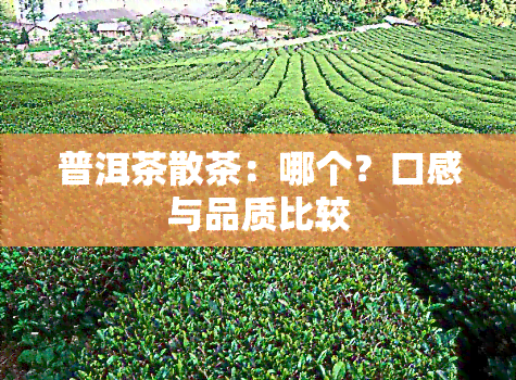 普洱茶散茶：哪个？口感与品质比较