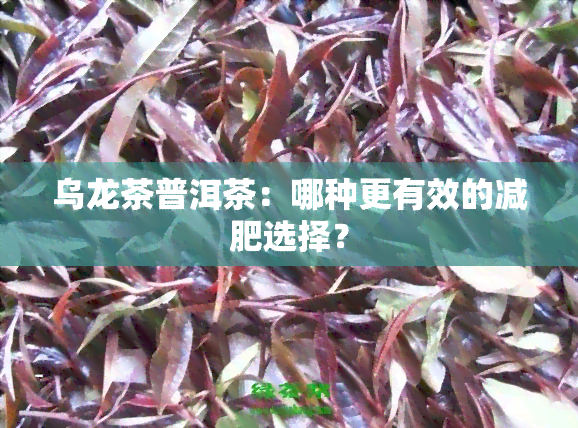 乌龙茶普洱茶：哪种更有效的减肥选择？