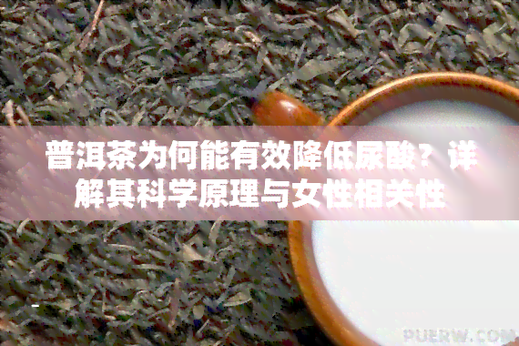 普洱茶为何能有效降低尿酸？详解其科学原理与女性相关性