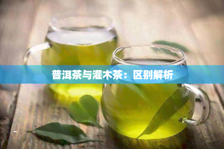 普洱茶与灌木茶：区别解析