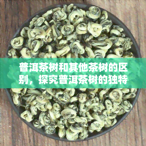 普洱茶树和其他茶树的区别，探究普洱茶树的独特之处：与其它茶树的差异对比