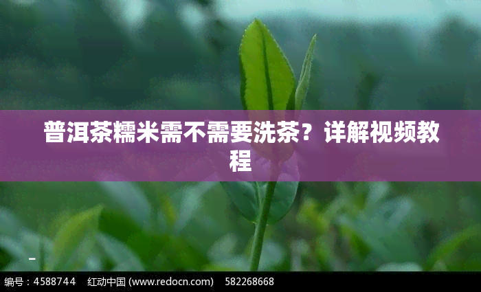 普洱茶糯米需不需要洗茶？详解视频教程