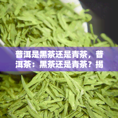 普洱是黑茶还是青茶，普洱茶：黑茶还是青茶？揭开其神秘面纱