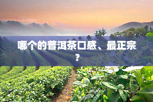 哪个的普洱茶口感、最正宗？