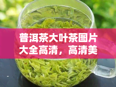 普洱茶大叶茶图片大全高清，高清美图：探索普洱茶大叶茶的美丽世界