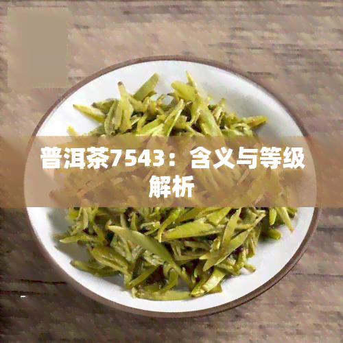 普洱茶7543：含义与等级解析