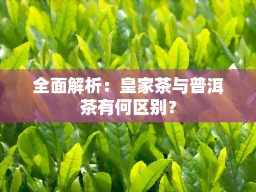 全面解析：皇家茶与普洱茶有何区别？