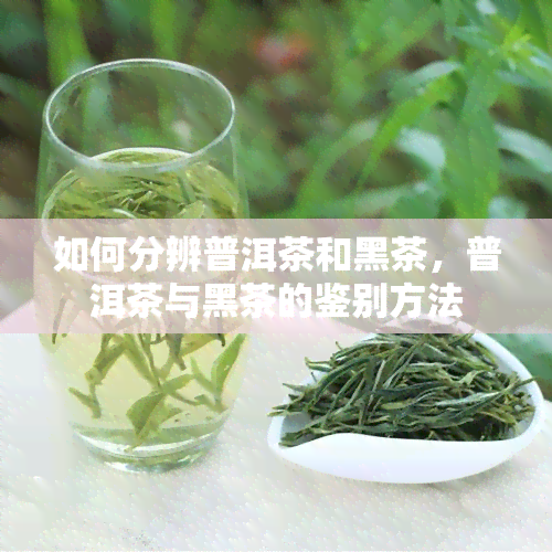 如何分辨普洱茶和黑茶，普洱茶与黑茶的鉴别方法