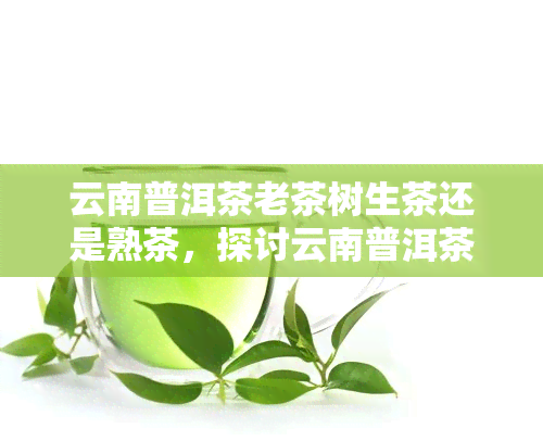 云南普洱茶老茶树生茶还是熟茶，探讨云南普洱茶：老茶树生茶与熟茶的比较