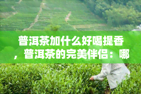 普洱茶加什么好喝提香，普洱茶的完美伴侣：哪些配料能提升口感和香气？