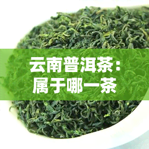 云南普洱茶：属于哪一茶类？