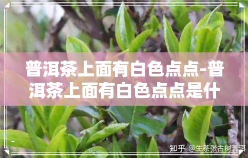 普洱茶上面有白色点点-普洱茶上面有白色点点是什么