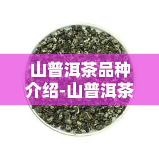 山普洱茶品种介绍-山普洱茶品种介绍图片