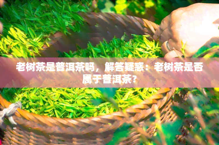 老树茶是普洱茶吗，解答疑惑：老树茶是否属于普洱茶？