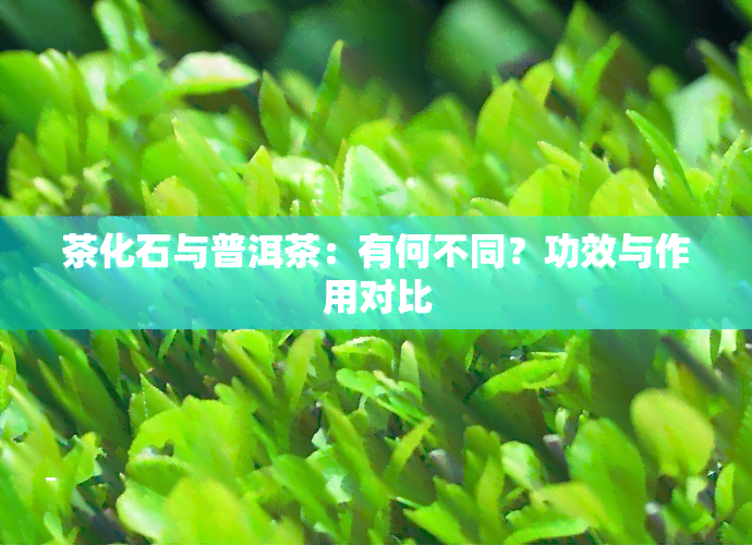 茶化石与普洱茶：有何不同？功效与作用对比